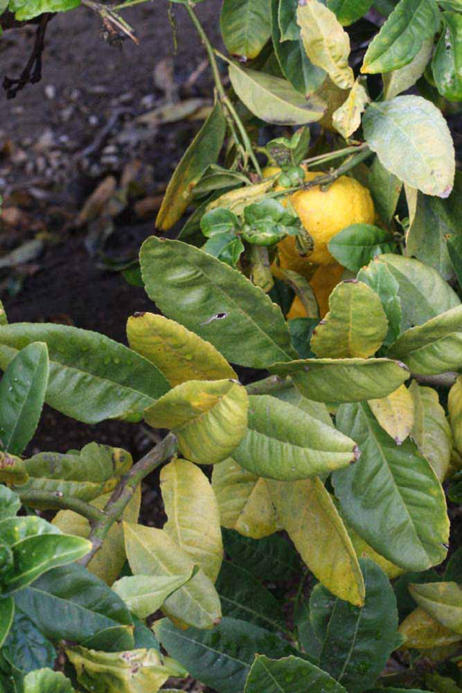              Sun leaves (S-1, Riverside, CA)   